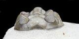 Bug-Eyed Coltraneia Trilobite - Beautiful Shell #31038-3